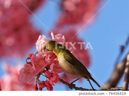 绣眼 樱花 76456819