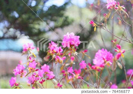 Azalea flower Yoshino 76456877