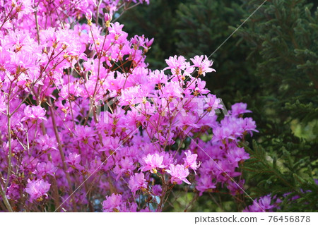 Toshanobu azalea flower 76456878
