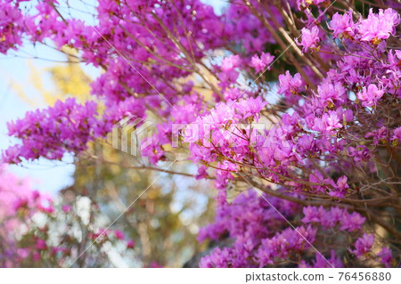 Toshanobu azalea flower 76456880