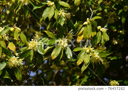 Yellow-white flower Shikimi Yellow-white flower Shikimi 76457282