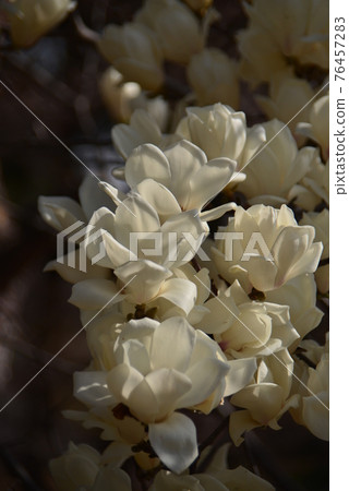 Pure white flower of Yulan magnolia 76457283