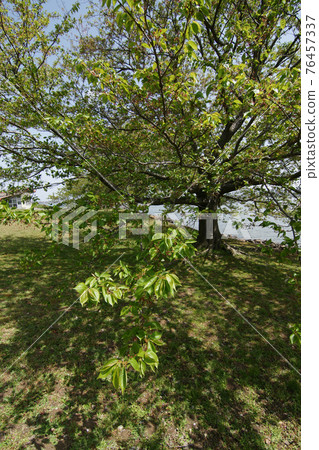 Tottori four seasons walk spring Qingdao Tottori four seasons walk spring Qingdao 76457337