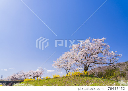 Blue Sky and Hitome Senbonzakura, Shibata Town, Miyagi Prefecture Blue Sky and Hitome Senbonzakura, Shibata Town, Miyagi Prefecture 76457452