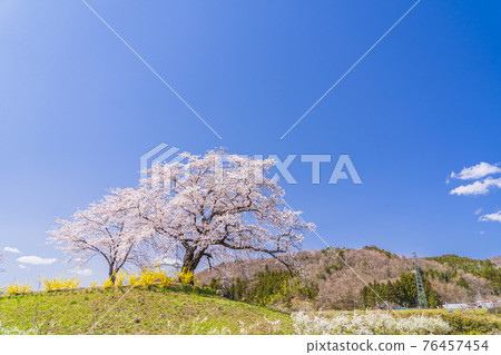 Blue Sky and Hitome Senbonzakura, Shibata Town, Miyagi Prefecture 76457454