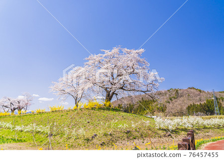 Blue Sky and Hitome Senbonzakura, Shibata Town, Miyagi Prefecture Blue Sky and Hitome Senbonzakura, Shibata Town, Miyagi Prefecture 76457455