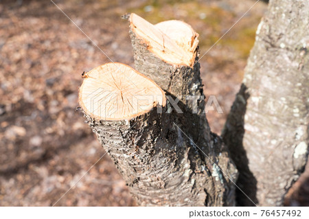 Cross section of the cut cherry tree trunk Cross section of the cut cherry tree trunk 76457492