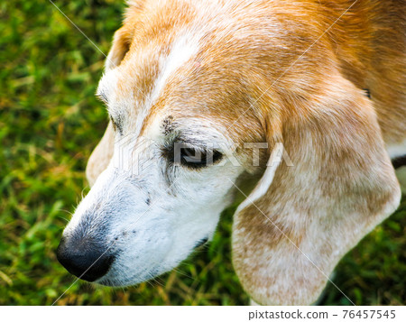Beagle dog staring at something during a walk Beagle dog staring at something during a walk 76457545