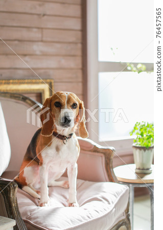 Beagle dog sitting on a fashionable couch Beagle dog sitting on a fashionable couch 76457565