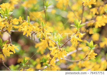 連翹花 連翹花 76457751