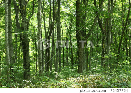 Oyama新鮮的綠色原始森林 Oyama新鮮的綠色原始森林 76457764