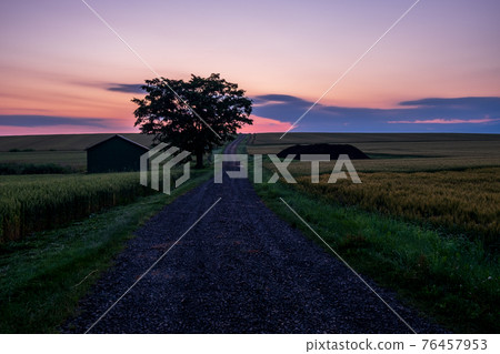 Summer scenery of the dawn of the farm road of Bibaushi, Biei Town Summer scenery of the dawn of the farm road of Bibaushi, Biei Town 76457953