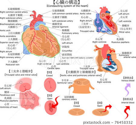 Heart structure Japanese English commentary illustration Heart structure Japanese English commentary illustration 76458332