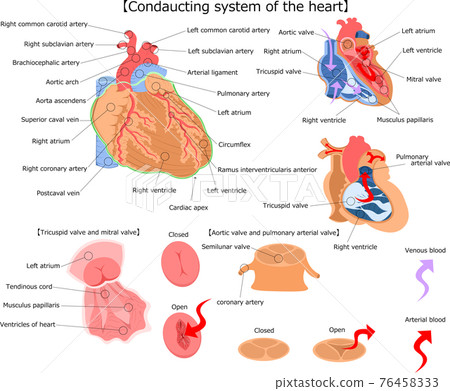 Heart structure English commentary Illustration 76458333