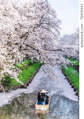 川越新石川櫻花樹 川越新石川櫻花樹 76458441