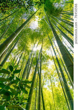 竹林 竹林 76458566