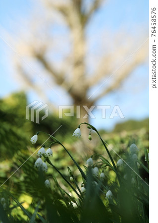 White flower White flower 76458576