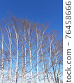 White birch and blue sky in winter 76458666