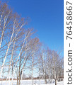 White birch and blue sky in winter 76458667