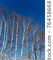 White birch and blue sky in winter 76458668