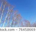 White birch and blue sky in winter 76458669