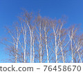 White birch and blue sky in winter 76458670