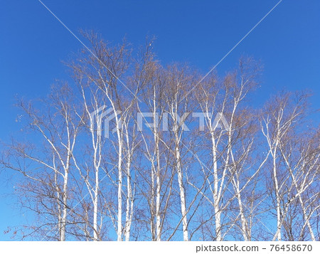 White birch and blue sky in winter 76458670