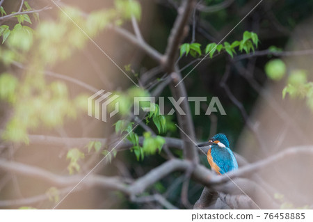 翠鳥優質野鳥景觀材料 76458885