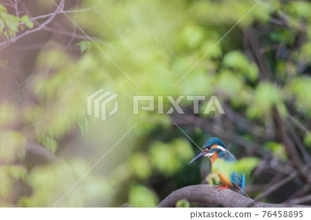 翠鳥優質野鳥景觀材料 翠鳥優質野鳥景觀材料 76458895