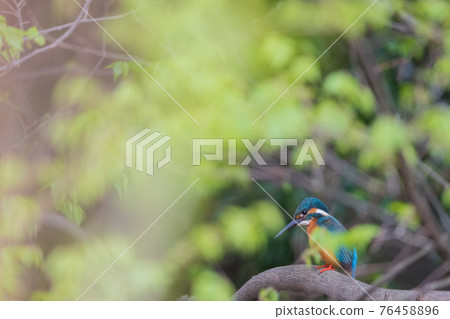 Kingfisher high quality wild bird landscape material Kingfisher high quality wild bird landscape material 76458896