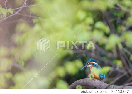 Kingfisher high quality wild bird landscape material 76458897