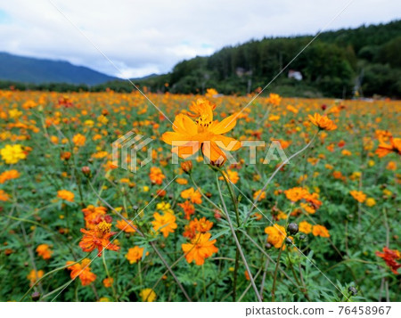 Flower field Kibana cosmos (genus Cosmos) 76458967