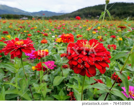 Flower field Zinnia Flower field Zinnia 76458968