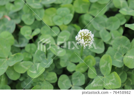 White clover 76458982