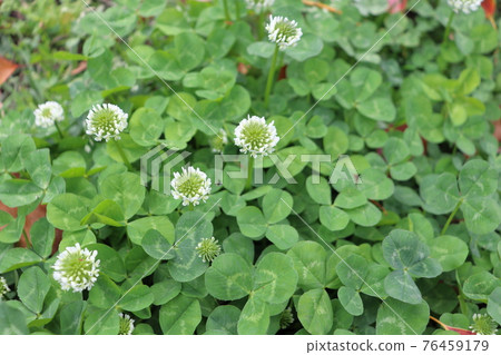 White clover White clover 76459179