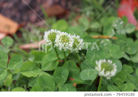 White clover 76459180