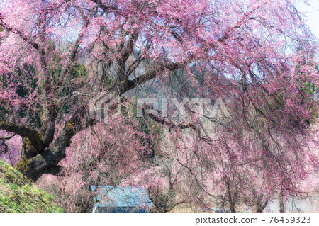 Cherry blossoms at the corner Cherry blossoms at the corner 76459323