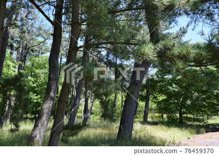 Pine forest coastal erosion control forest 76459370