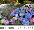 Hydrangea floating in the shrine's Chozuya 76459583