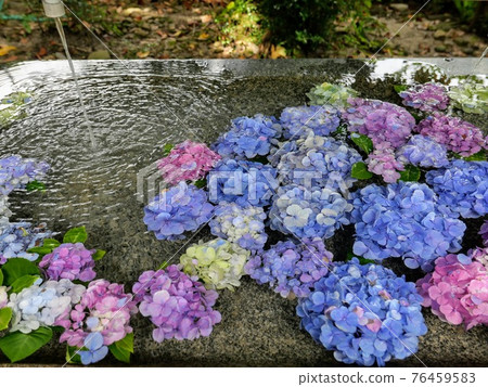 Hydrangea floating in the shrine's Chozuya Hydrangea floating in the shrine's Chozuya 76459583
