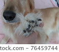 Dog paw (golden retriever) 76459744