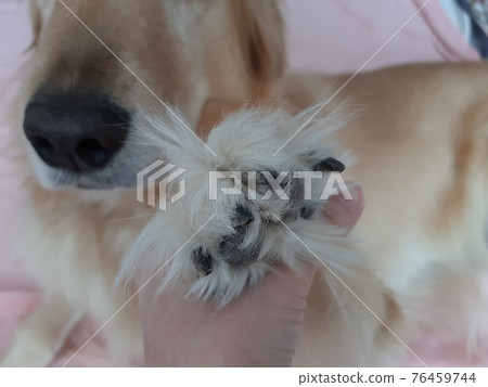狗爪（金毛獵犬） 76459744