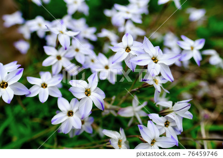 Hananilla (Spring) 76459746