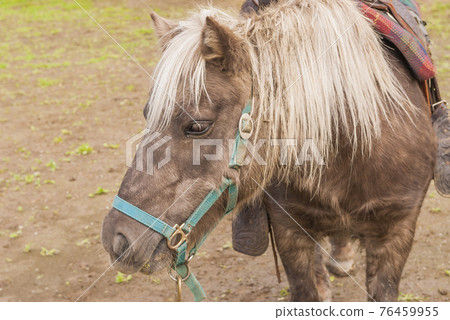 馬術體驗、騎馬漫步、馬農、觀光騎馬、騎馬 76459955