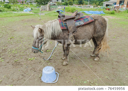 馬術體驗、騎馬漫步、馬農、觀光騎馬、騎馬 馬術體驗、騎馬漫步、馬農、觀光騎馬、騎馬 76459956