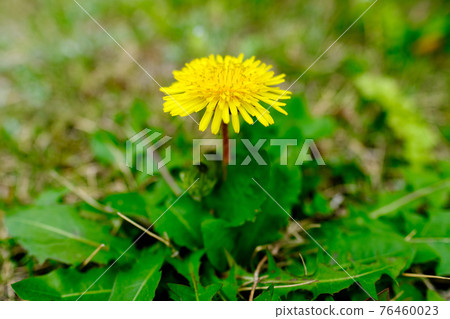 Dandelions (spring) 76460023