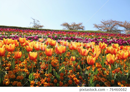 Spring scenery of Bami hilly park Spring scenery of Bami hilly park 76460082