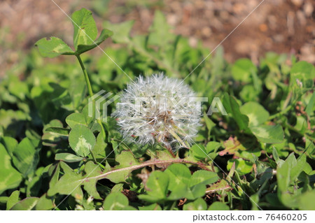Dandelion down 76460205