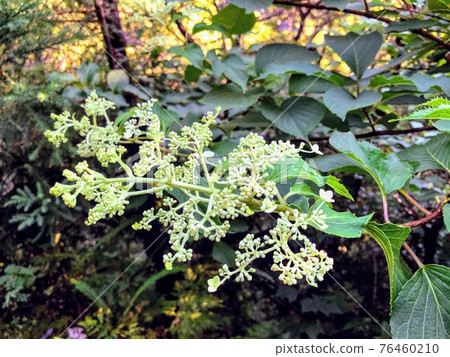 屋久島赤水之花 屋久島赤水之花 76460210