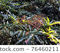 Flowers on Yakushima-Zanthoxylum lanceolata 76460211